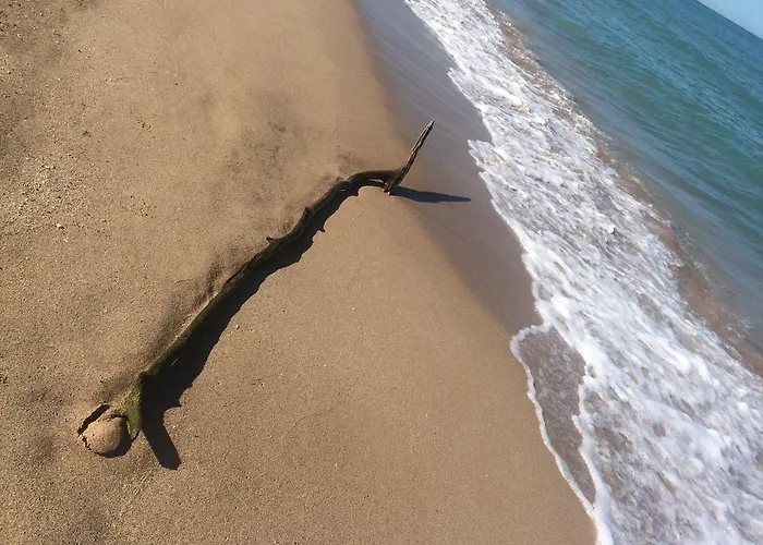 Apus De Soare * مامايا